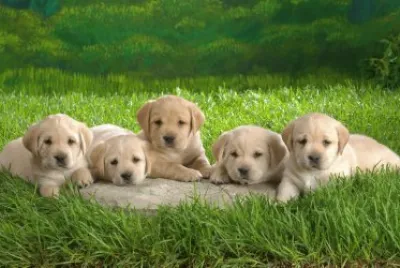 ANIMALES