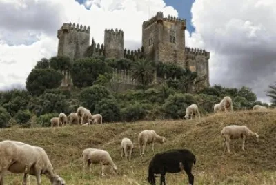 ANIMALES