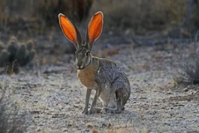 ANIMALES