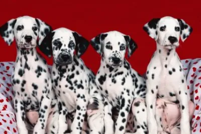 ANIMALES