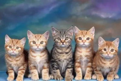 ANIMALES