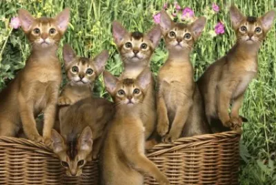 ANIMALES