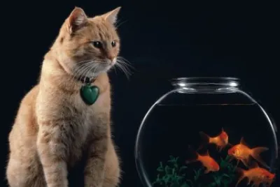 ANIMALES