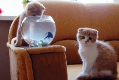 ANIMALES