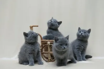 ANIMALES