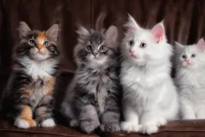 ANIMALES