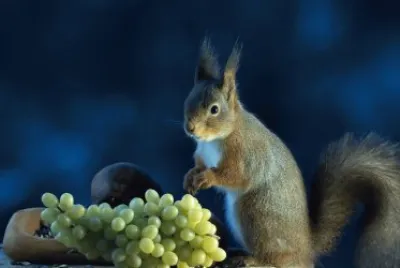 פאזל של ANIMALES