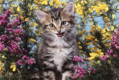 ANIMALES jigsaw puzzle