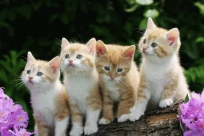 ANIMALES