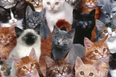 ANIMALES