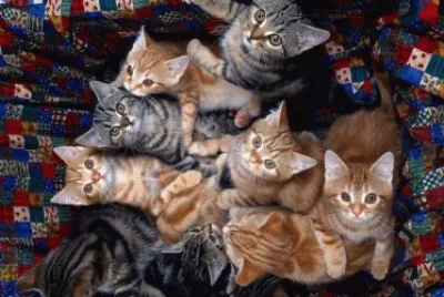 ANIMALES