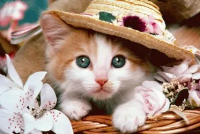 ANIMALES