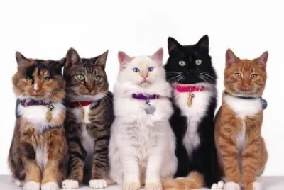 ANIMALES