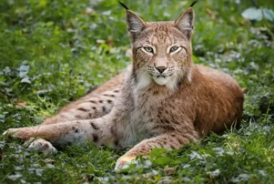 ANIMALES