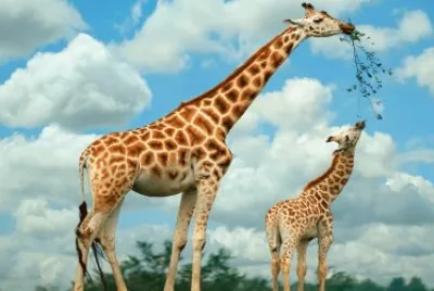 ANIMALES