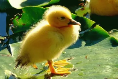 ANIMALES