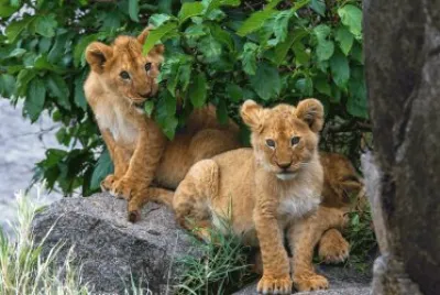 ANIMALES