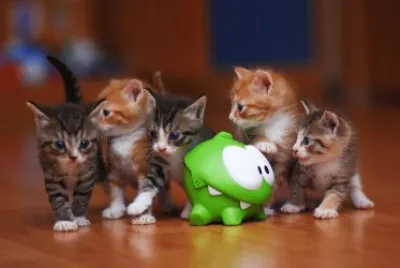 ANIMALES