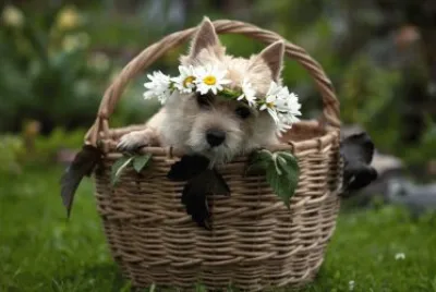 ANIMALES