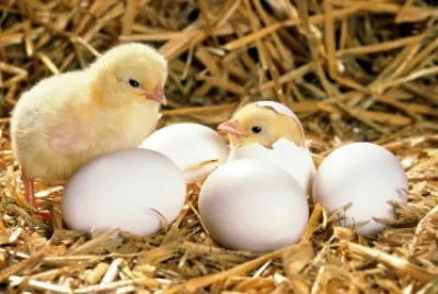 ANIMALES