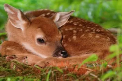 ANIMALES