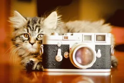 ANIMALES