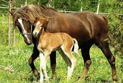 mom#234