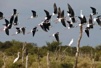 En BaÃ±ados del UreÃ±a. Sgo. del Estero. Argentina