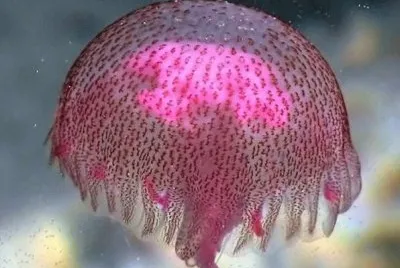 æ°´æ¯