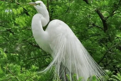 ç™½é·º