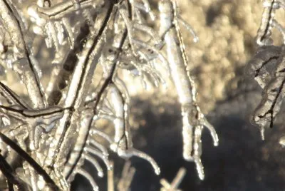 Lots of ice  NB storm Jan 24 2017