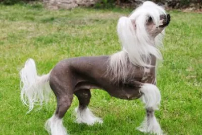 chinese crested breed