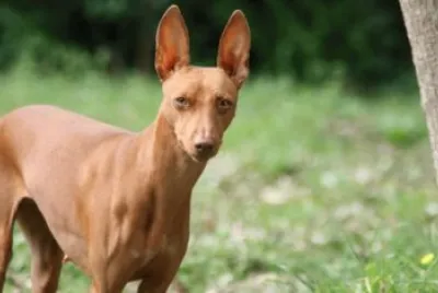 cirneco dell 'etna