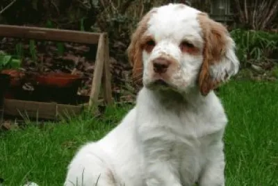 clumber spaniel