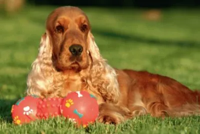 cocker spaniel inglese