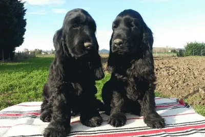 cocker spaniel nero