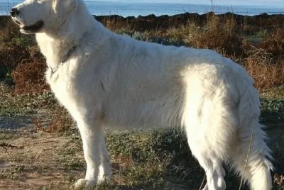 pastore maremmano abruzzese