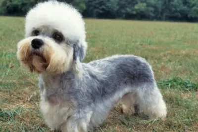 dandi dinmont terrier breed
