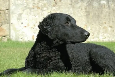 curly coated retriever