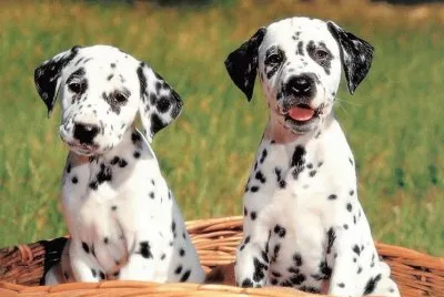 dalmata