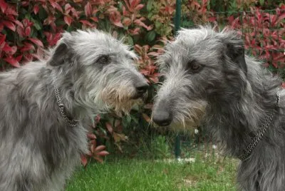 deerhound