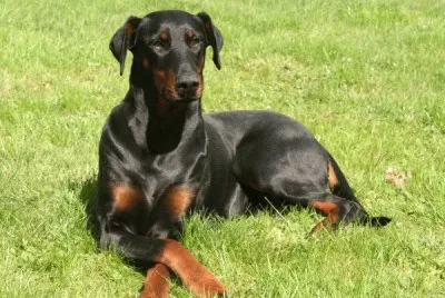 dobermann