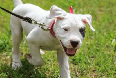 dogo argentino