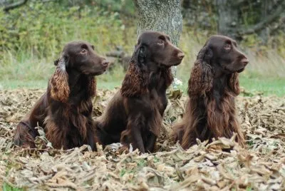 field spaniel