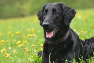flat coated  retriever