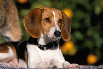 foxhound