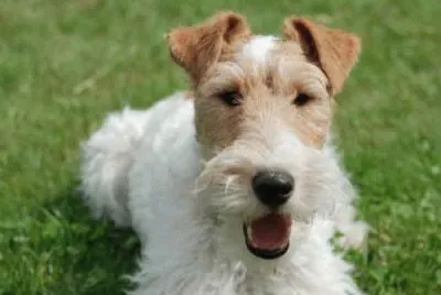 fox terrier