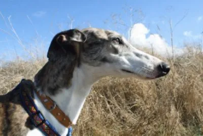 galgo