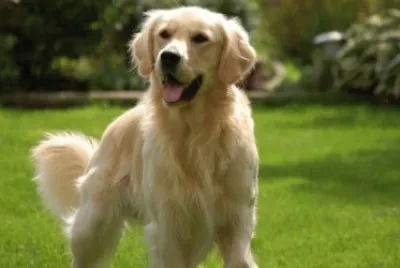 golden retriever
