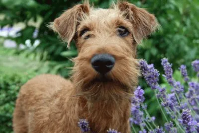 irish terrier